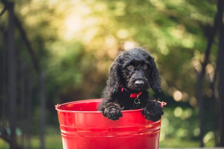 Should I Pick The Biggest Puppy In The Litter?