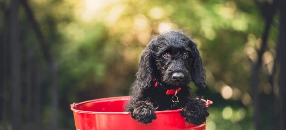 Should I Pick The Biggest Puppy In The Litter?
