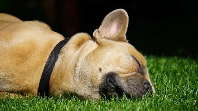 Should You Buy A Puppy From A Backyard Breeder?