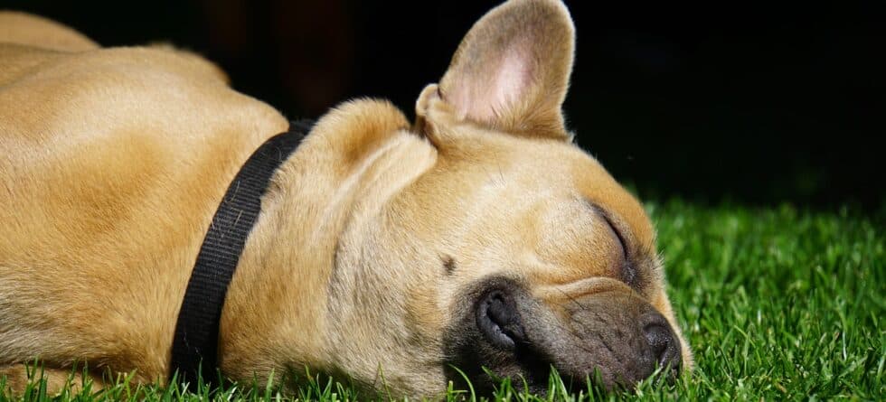 Should You Buy A Puppy From A Backyard Breeder?