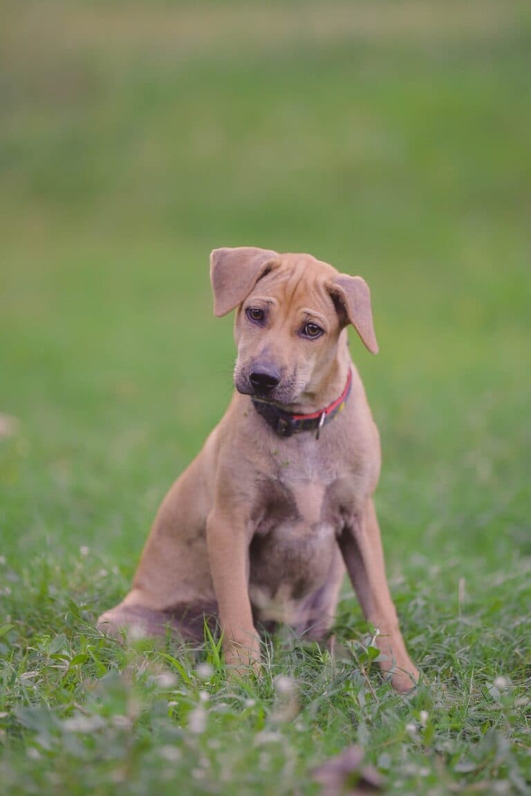 What Do Breeders Want To Hear?