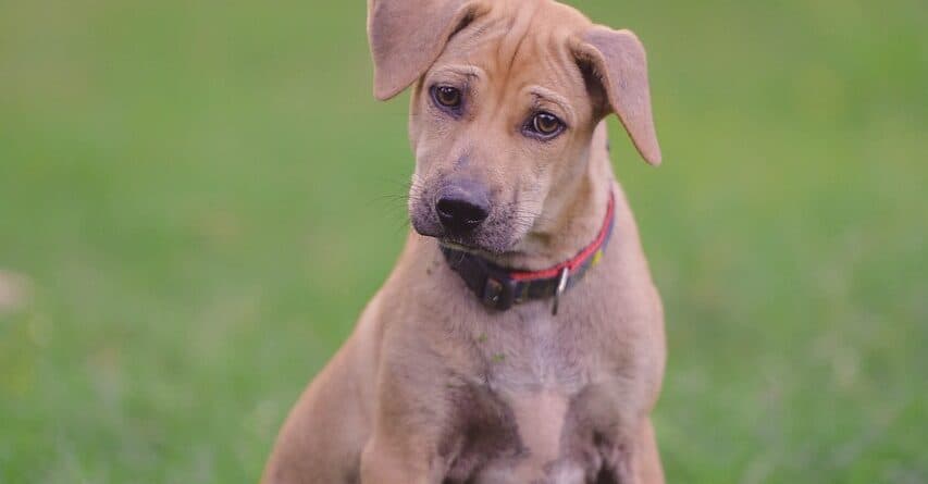 What Do Breeders Want To Hear?