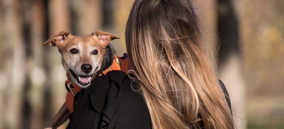 What Does F1 Mean When Buying A Puppy?