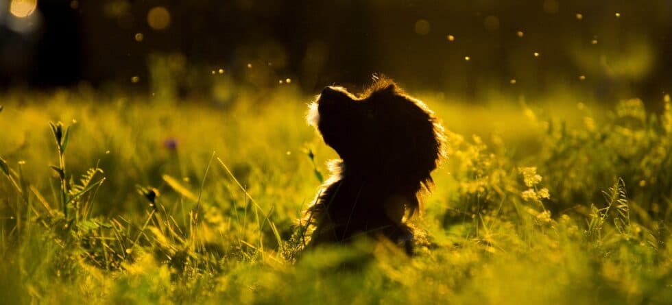 What Is The Best Age To Adopt A Puppy?