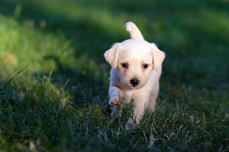 What Is The Best Age To Get A Puppy?