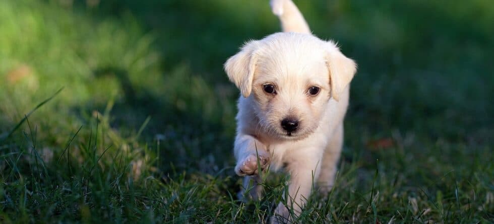 What Is The Best Age To Get A Puppy?