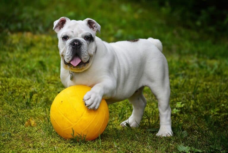 What Is The Best Age To Pick A Puppy?