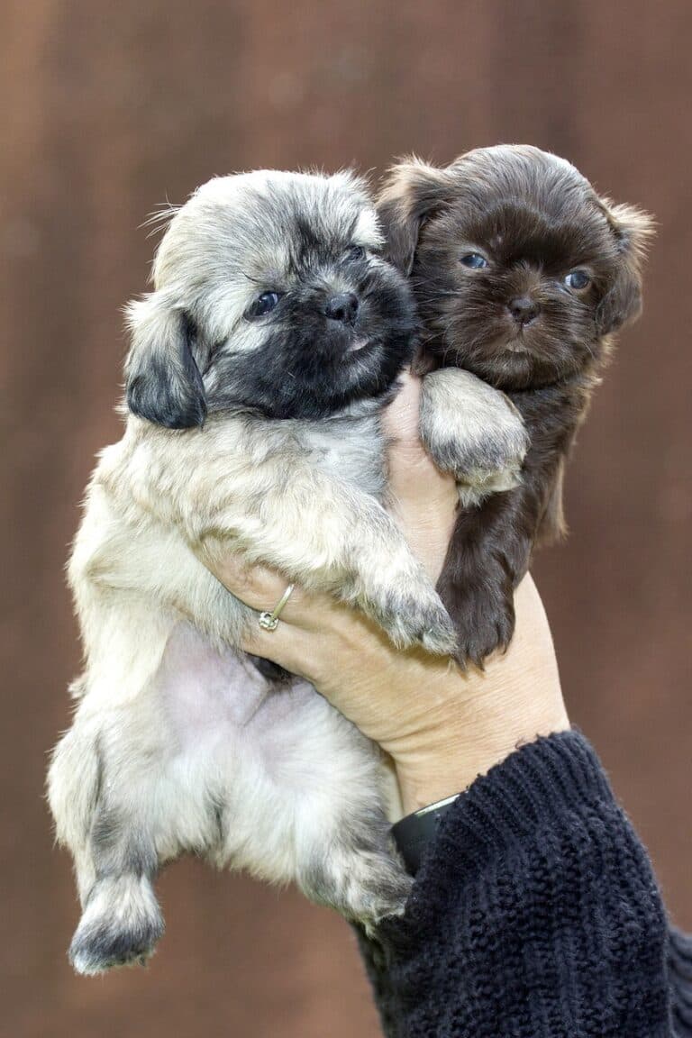 What Should You Never Do To A Puppy?