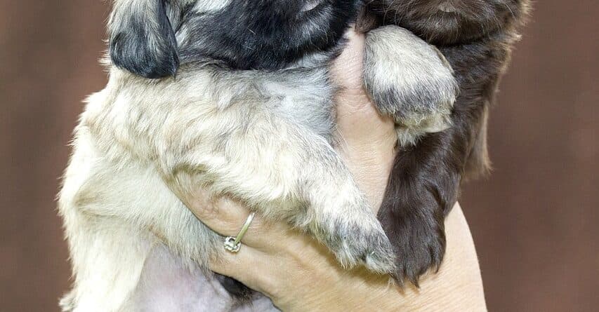 What Should You Never Do To A Puppy?