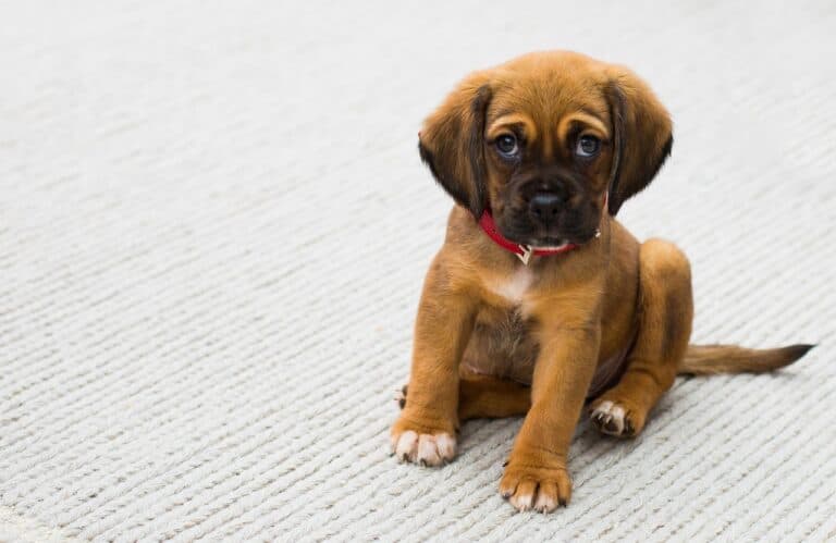 Where Not To Take A Puppy?