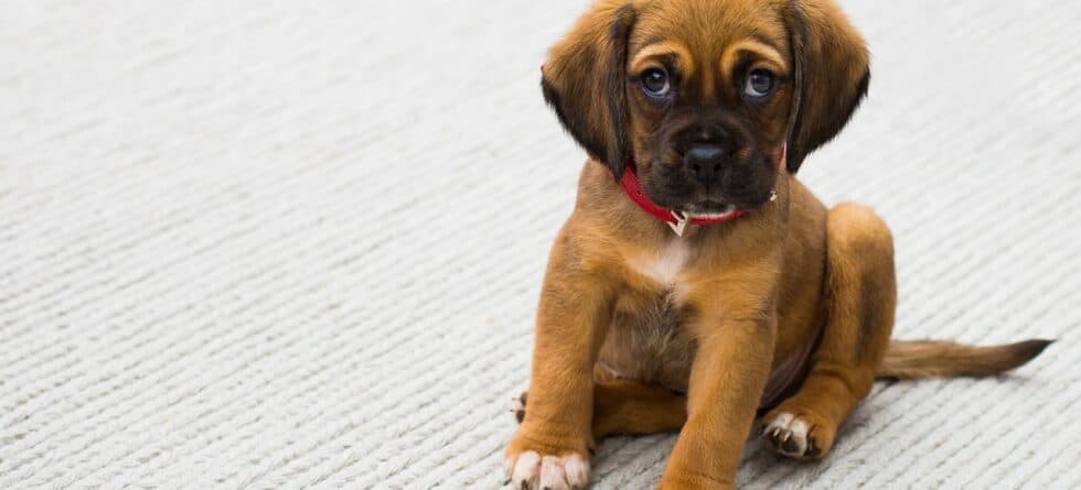 Where Not To Take A Puppy?
