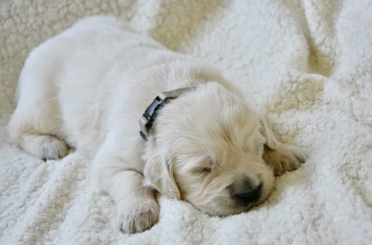 Where Should A Puppy Sleep At Night?