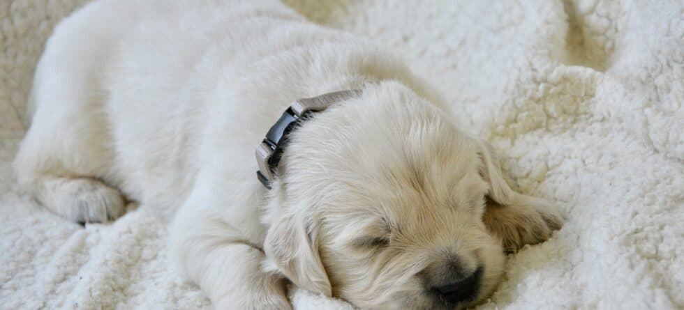 Where Should A Puppy Sleep At Night?
