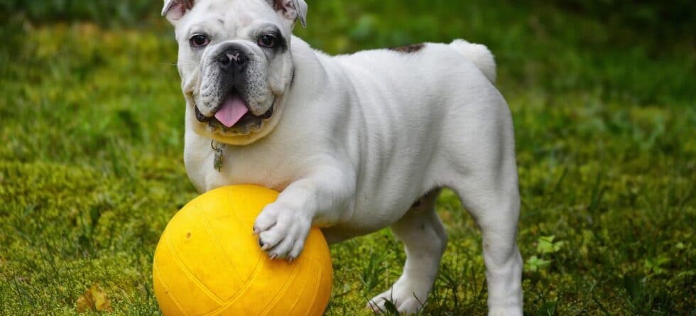 Why Not To Buy A Puppy From A Breeder?