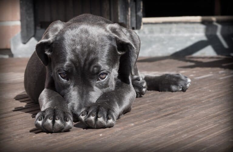 Why Should You Avoid Dog Breeders?