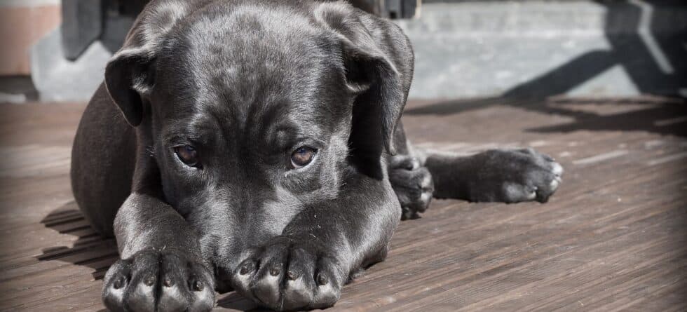 Why Should You Avoid Dog Breeders?