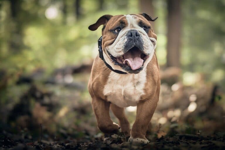 How Do You Tell If A Puppy Will Be A Calm Dog?