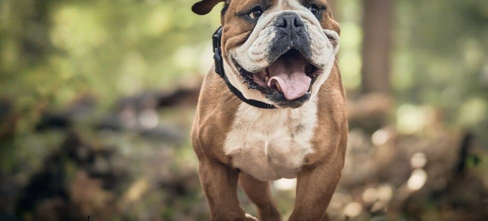 How Do You Tell If A Puppy Will Be A Calm Dog?
