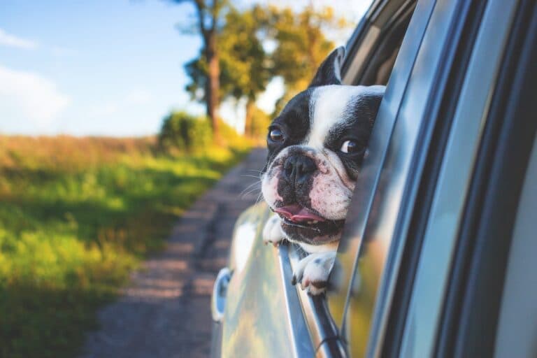 How To Buy A Puppy Without Getting Scammed?