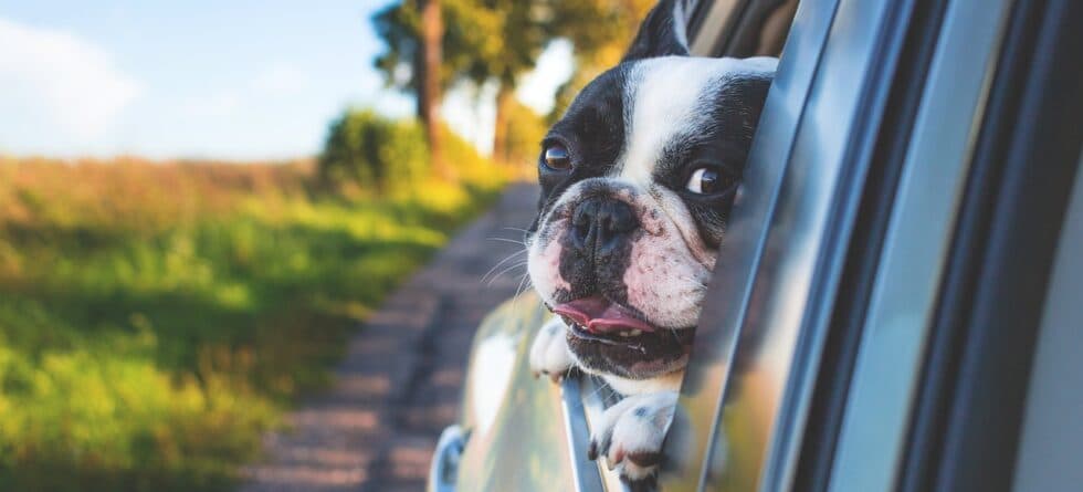 How To Buy A Puppy Without Getting Scammed?
