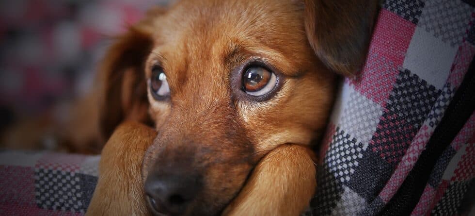 How To Spot A Puppy Mill?