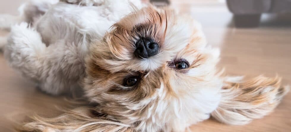 How To Tell Puppy Temperament?