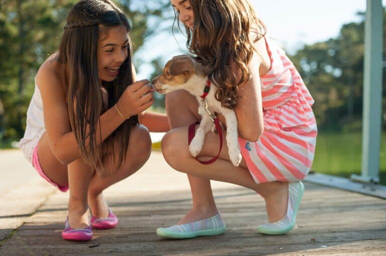 Is It Better To Get A Puppy At 8 Weeks Or 12?