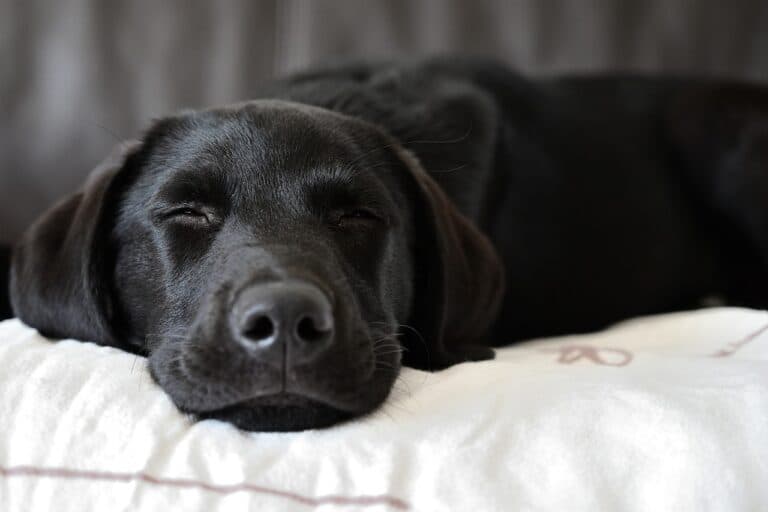 Should My Puppy Sleep Through The Night?
