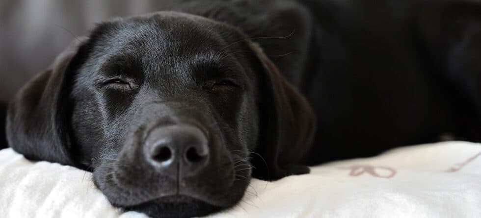 Should My Puppy Sleep Through The Night?