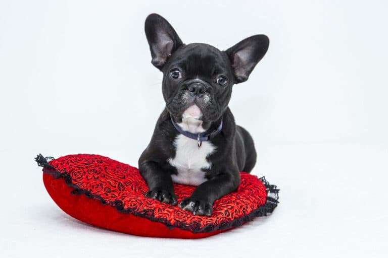 Should You Choose The Runt Of A Litter?
