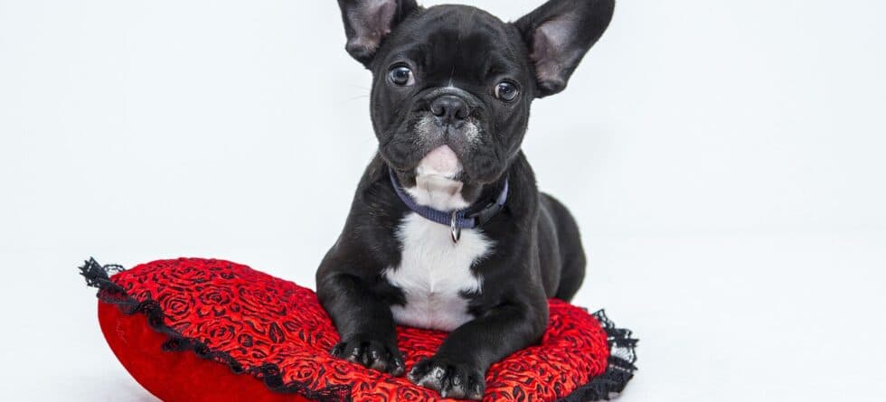 Should You Choose The Runt Of A Litter?