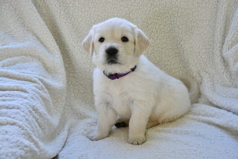 Should You Wake A Puppy Up To Pee At Night?