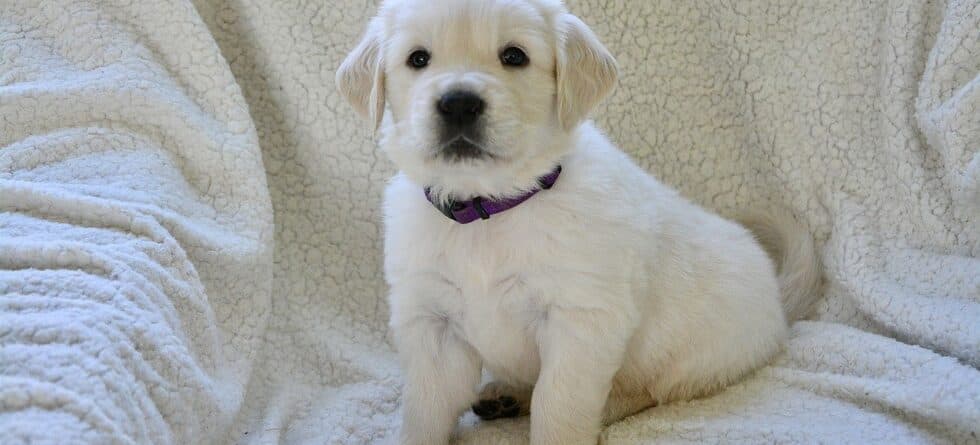 Should You Wake A Puppy Up To Pee At Night?