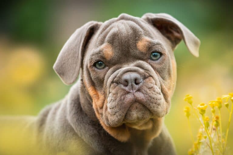 What Is The Calmest Puppy To Get?