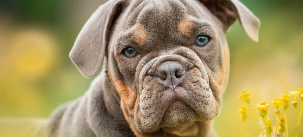 What Is The Calmest Puppy To Get?