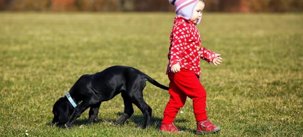 What Not To Do Around A Puppy?