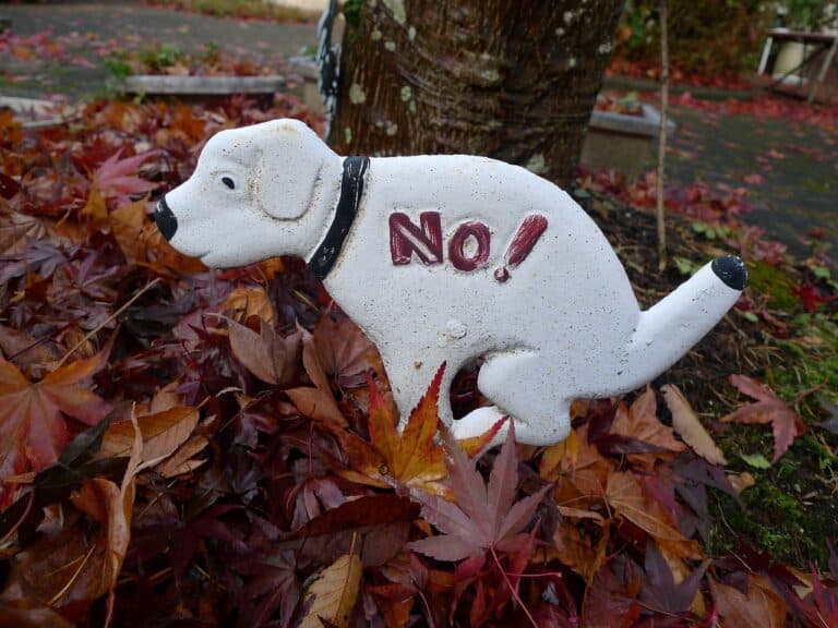 What States Have Banned Puppy Mills?