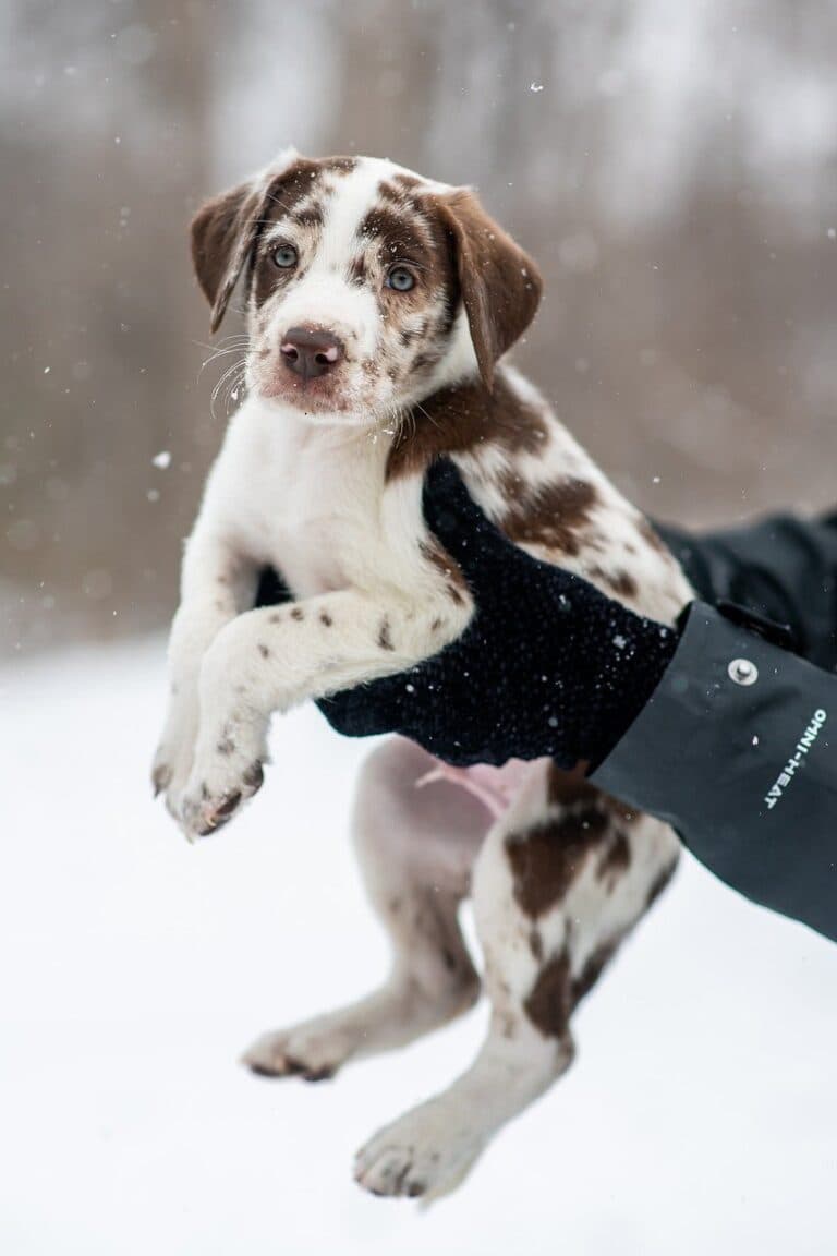 What To Avoid When Choosing A Puppy?