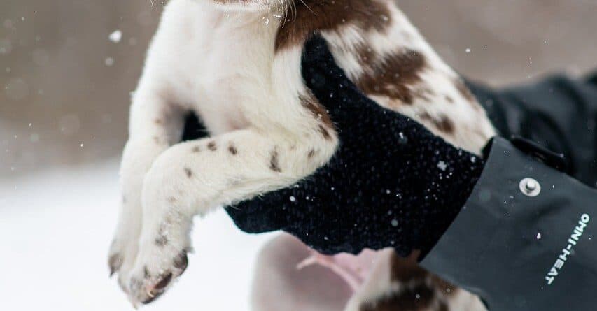 What To Avoid When Choosing A Puppy?