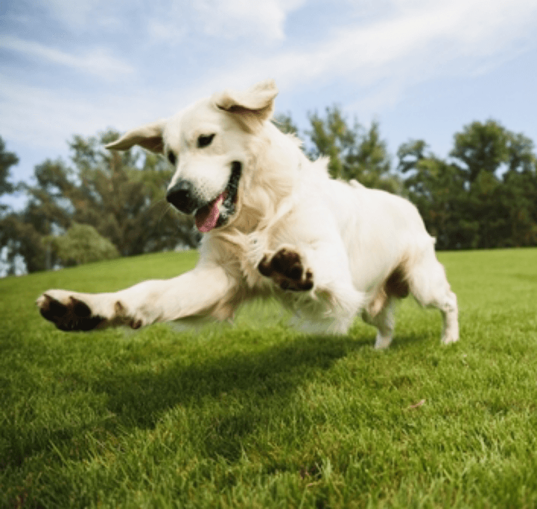 What Food Is Good For A Golden Retriever?