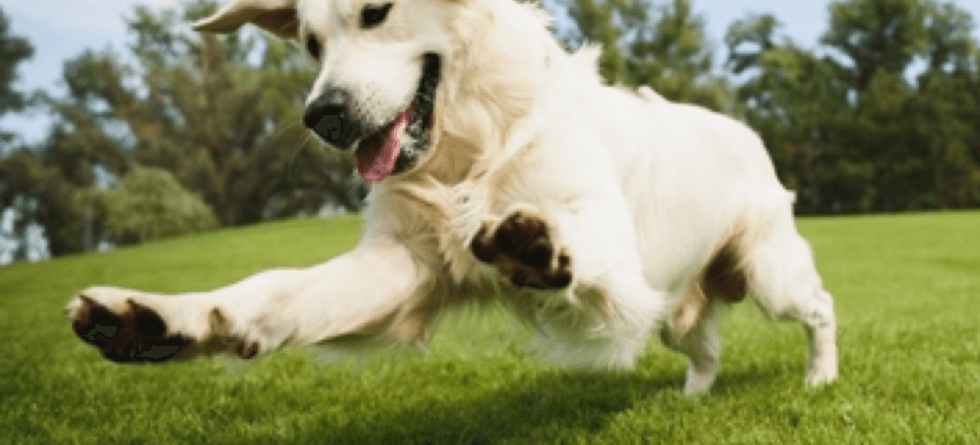 What Food Is Good For A Golden Retriever?