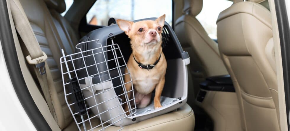 How Can You Avoid Scams When Purchasing A Puppy?