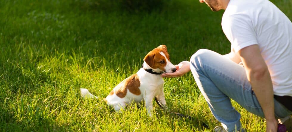 How Can You Determine If A Puppy With Calm Temperament?