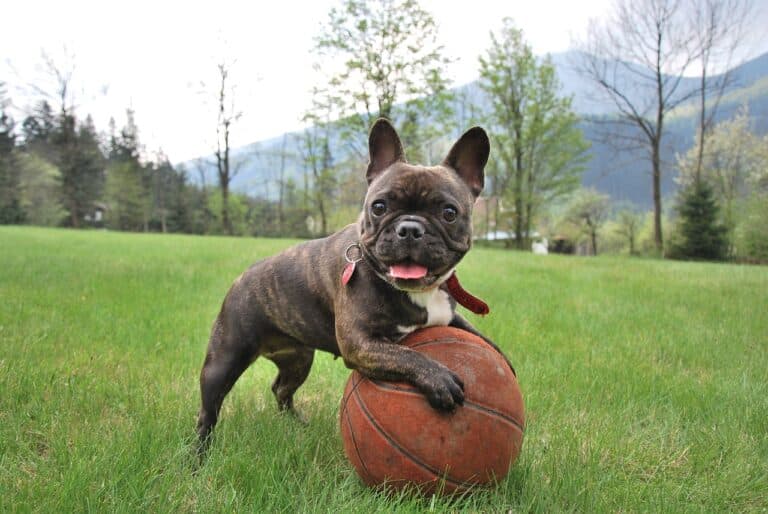How Do I Know If I Picked The Right Puppy?