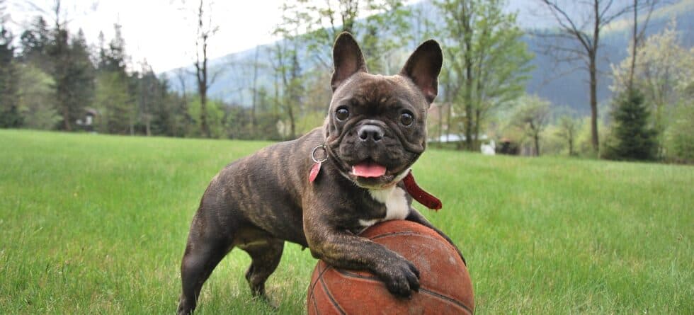 How Do I Know If I Picked The Right Puppy?