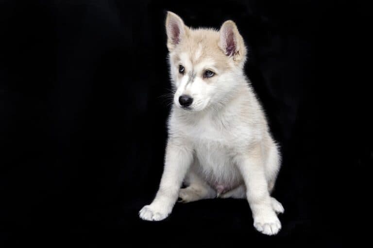 How Do I Protect Myself When Buying A Puppy?