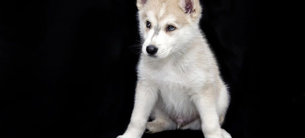 How Do I Protect Myself When Buying A Puppy?