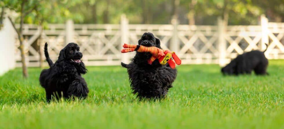 How Do You Select The Best Puppy In A Litter?