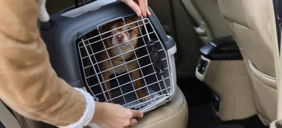 How Do You Verify That A Breeder Is Trustworthy?