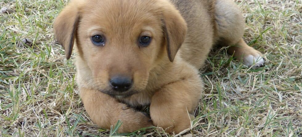 How Much Does A Shot Cost For A Puppy?
